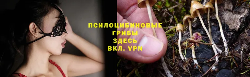 Псилоцибиновые грибы Psilocybe  даркнет сайт  Кораблино 